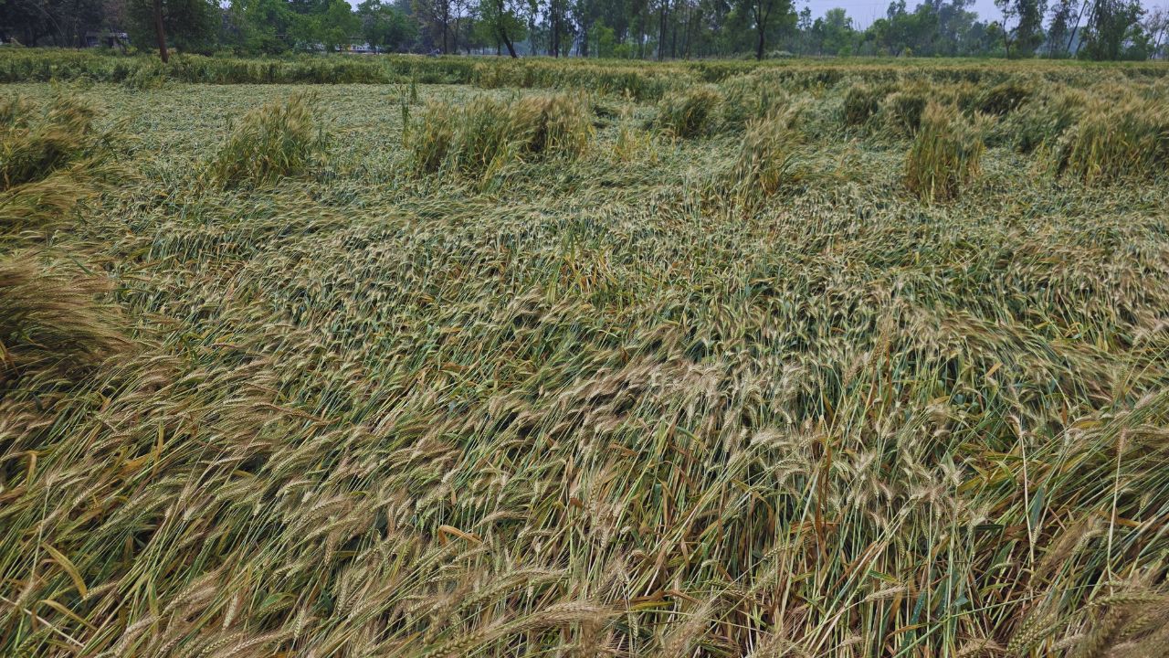 बेमौसम बारिश ने UP में मचाई तबाही! 4300 हेक्टेयर फसल बर्बाद, किसानों के लिए सरकार का बड़ा ऐलान