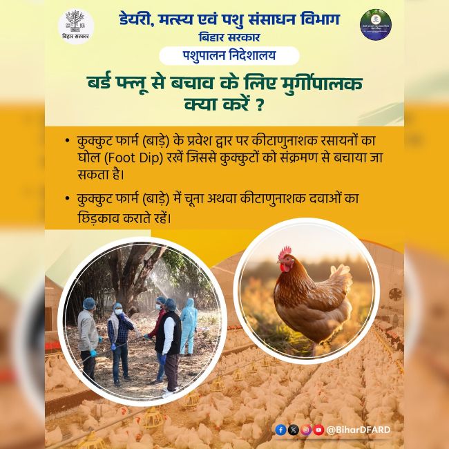 Poultry Farming, Bird Flu, Animal Husbandry, Poultry Safety, Disease Prevention