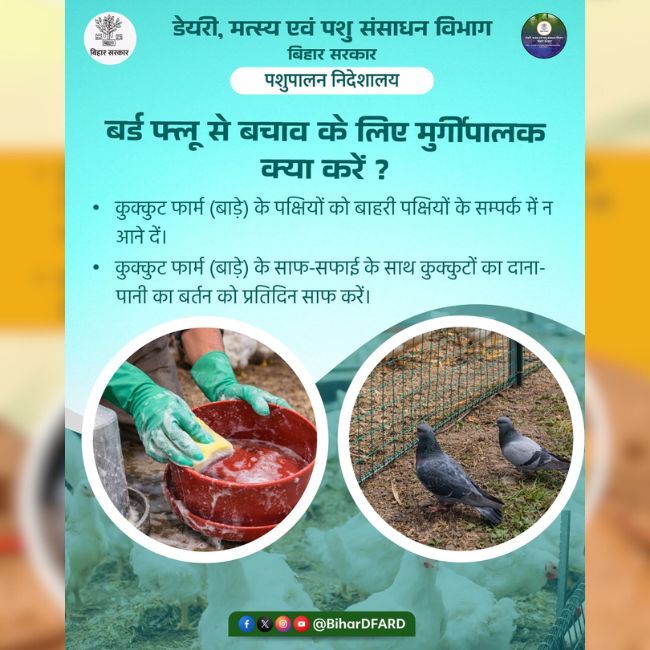 Bird Flu Alert, Poultry Farming Safety, Bihar Government Advisory, Avian Influenza Prevention