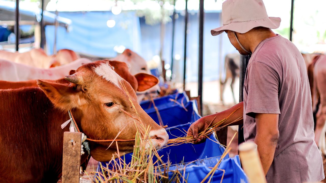 Proper Nutrition Increase Milk Production And Strength Learn Why Minerals And Vitamins Are Essential Livestock