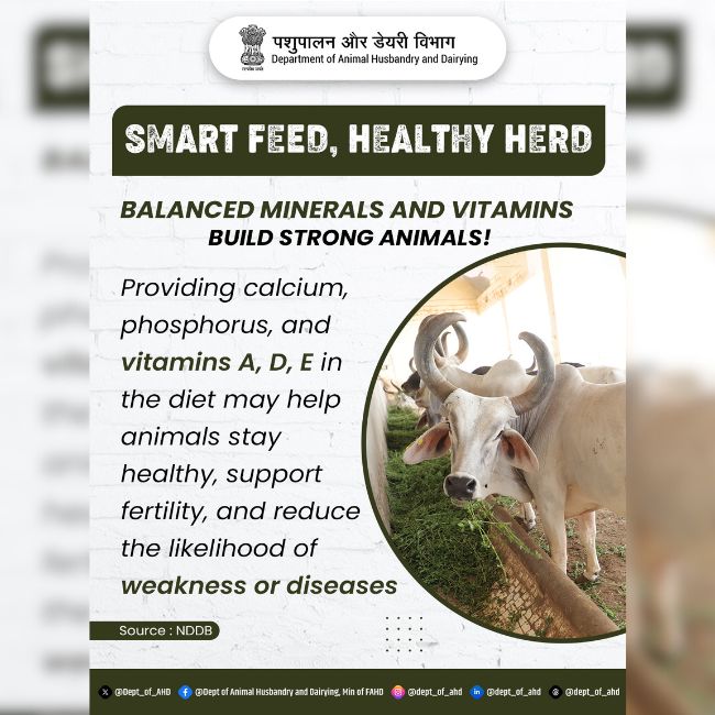 Animal Nutrition, Balanced Feed, Dairy Farming, Mineral Mixture, Livestock Health, Milk Production