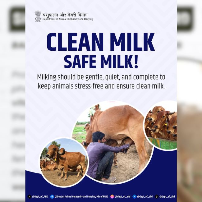 Clean Milk, Dairy Farming, Milking Process, Livestock Care, Milk Hygiene, Animal Welfare