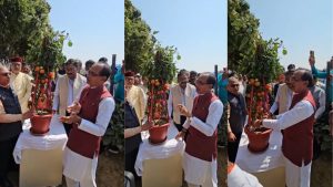 अब एक पौधा देगा दो सब्जियां, बेमेटो तकनीक से कम जमीन में किसान कमा सकेंगे ज्यादा मुनाफा