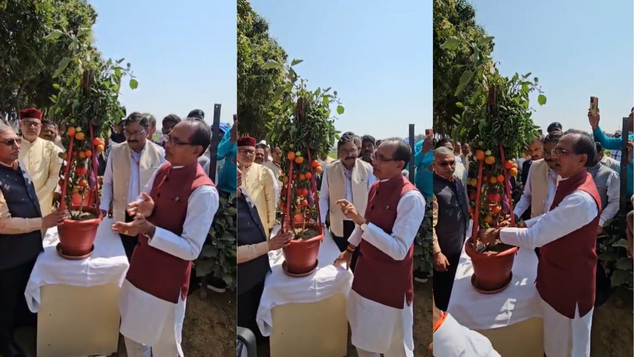 Now One Plant Give Two Vegetables With Bemeto Technology Farmers Able Earn More Profit In Less Land