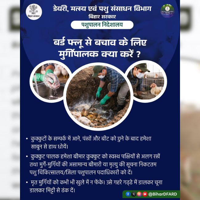 Bird Flu, Poultry Farming, Animal Health, Biosecurity, Poultry Care, Disease Prevention