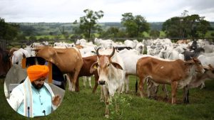 हरियाणा बजट में 23 फीसदी बढ़ा पशुपालन बजट, महिलाओं को मिलेगा 1 लाख बिना ब्याज लोन फायदा हरियाणा बजट में 23 फीसदी बढ़ा पशुपालन बजट, महिलाओं को मिलेगा 1 लाख बिना ब्याज लोन फायदा