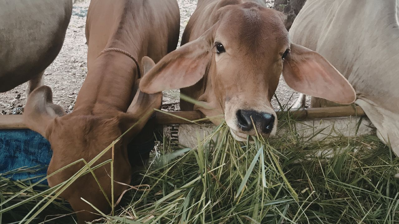 Dairy Farming Clean And Balanced Feed Key To Success Increasing Milk Production And Farmer Income