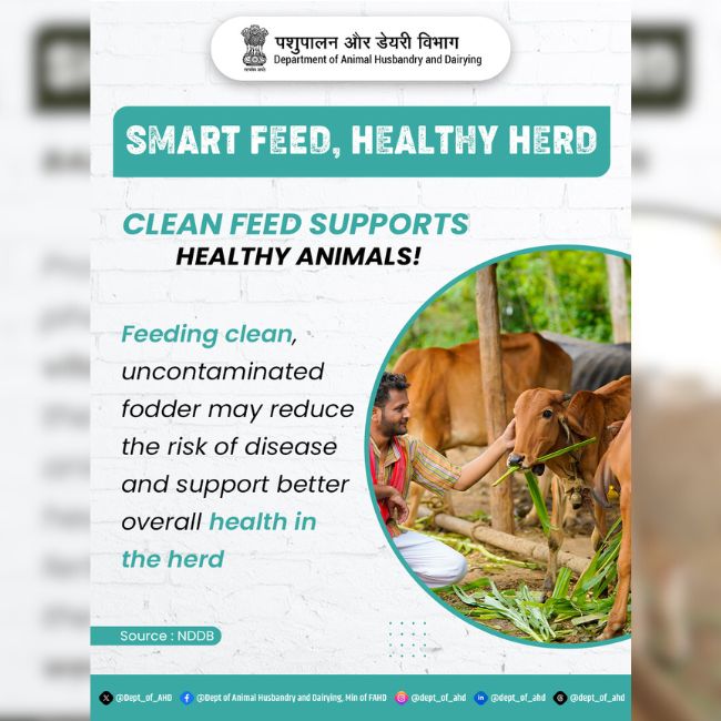 Smart Feed, Healthy Herd, Dairy Farming, Livestock Health, Milk Production