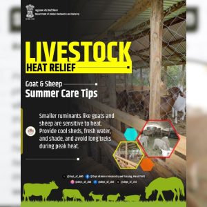 Livestock Care, Animal Heat Stress, Goat Farming, Sheep Farming, Animal Health, Summer Management