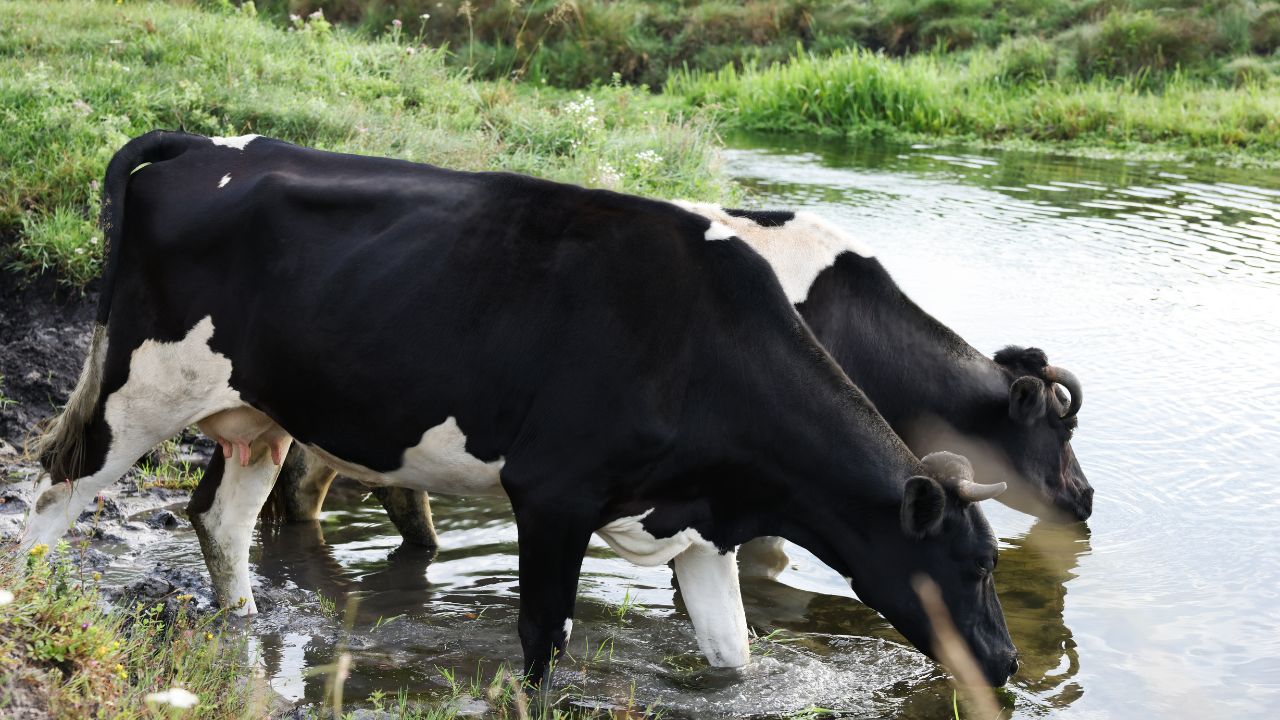 Animal Summer Care Protect Cows From Heat And Intense Sunlight These Simple Measures Increase Milk Production