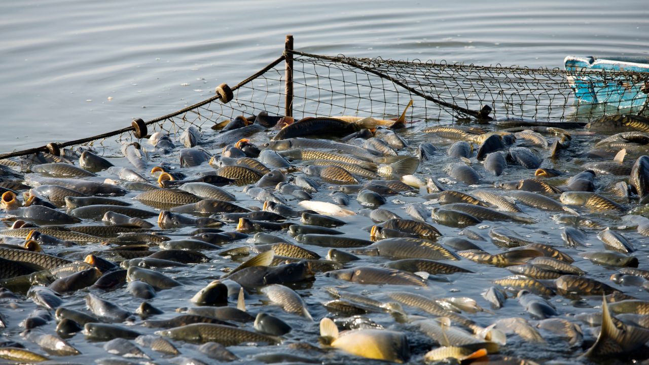 Fish Production Increased From 9 5 Million Tonnes 19 7 Million Tonnes Changing Fortunes Fishermen