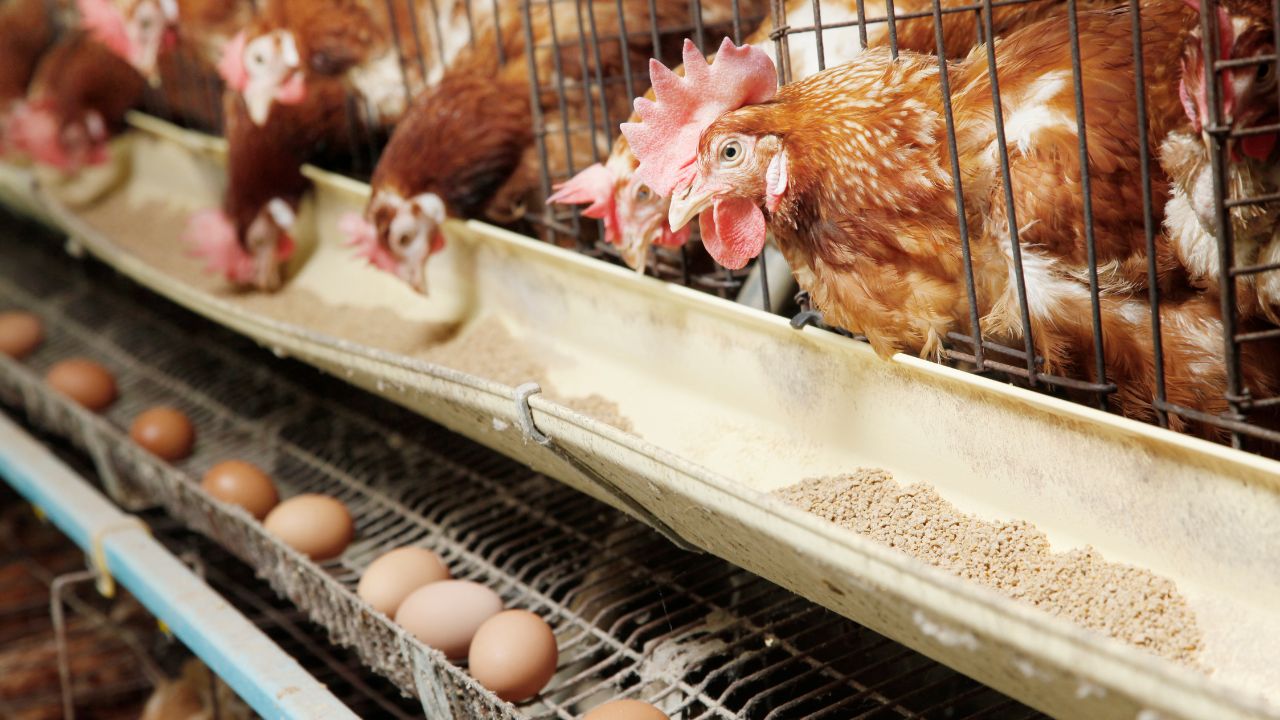 Egg Production Are Chickens Laying Fewer Eggs Increase Production And Profits With These Easy Methods