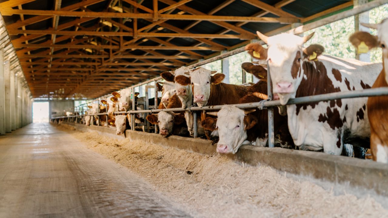 Dairy Farming From Lighting Ventilation To Balanced Feeding Cow Comfort Tips For High Milk Production