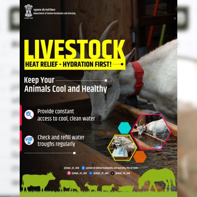 Livestock Care, Heat Stress, Animal Husbandry, Dairy Farming, Summer Management, Clean Water