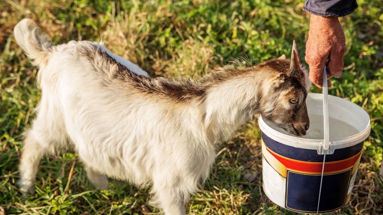 Livestock Care: गर्मी में पशु को कम पानी पिलाया तो जा सकती है जान, पशुपालन मंत्रालय के टिप्स पढ़ें