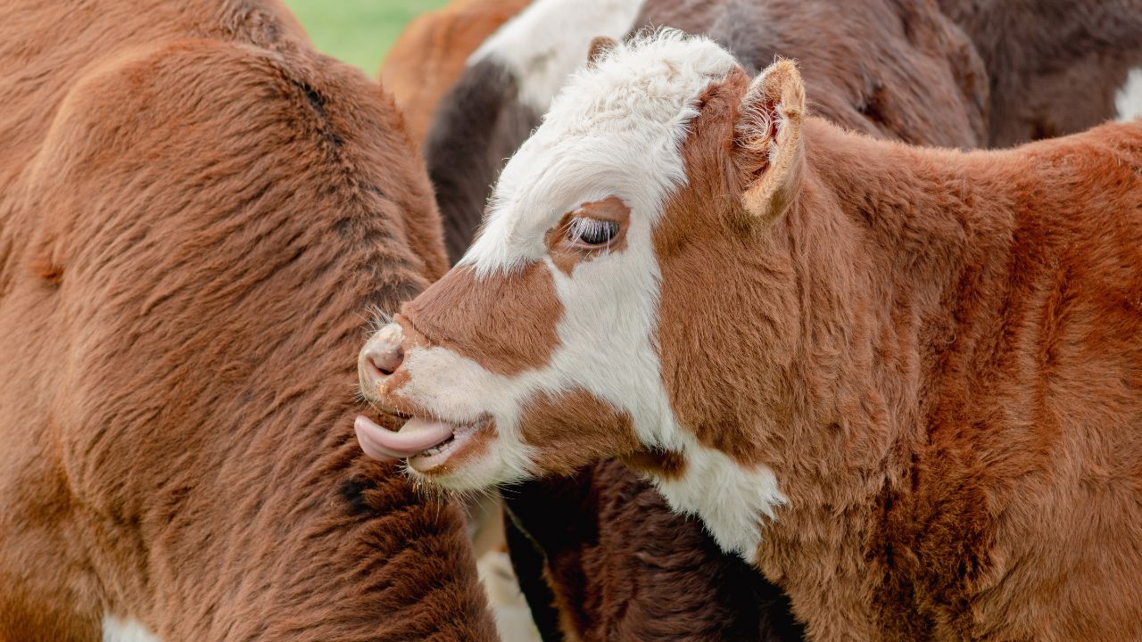 Cow Health: गाय बार-बार जीभ घुमाती है? घबराएं नहीं, बस चारे में मिलाएं ये दो चीजें