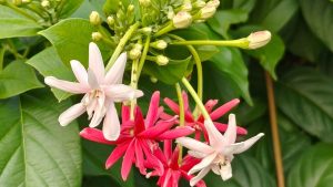 Home Gardening: मार्च में करें ये खास तैयारी, गर्मियों में फूलों से लद जाएगी मधुमालती की बेल