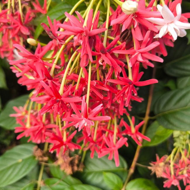 Home Gardening, Rangoon Creeper, Flowering Plant, Seasonal Care, Organic Fertilizer, Garden Tips