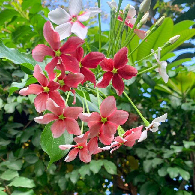 Home Gardening, Rangoon Creeper, Flowering Plant, Seasonal Care, Organic Fertilizer, Garden Tips