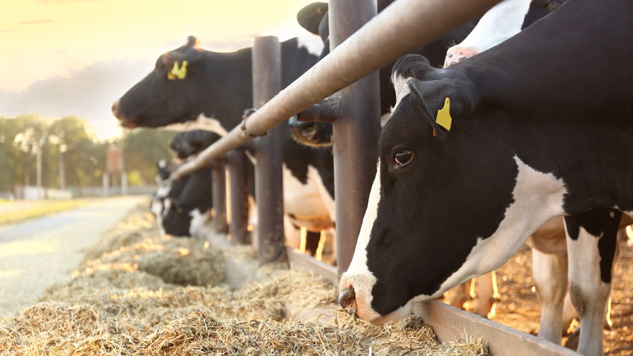 पशुपालन पर खर्च होंगे 1200 करोड़, नस्ल सुधार के लिए सेक्स सॉर्टेड सीमन प्रोडक्शन बढ़ाने की योजना