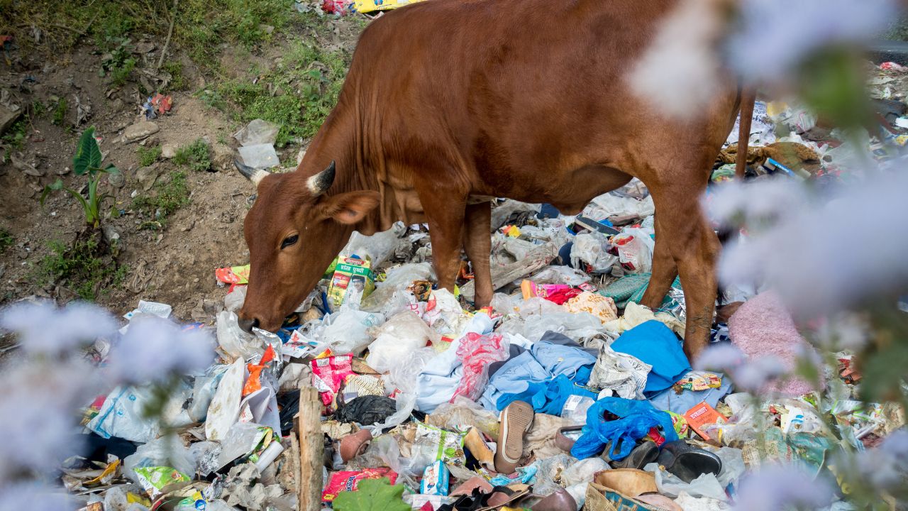 Plastic Threatening Lives Animals Throwing Garbage On Road Increasing Danger Government Issued A Warning