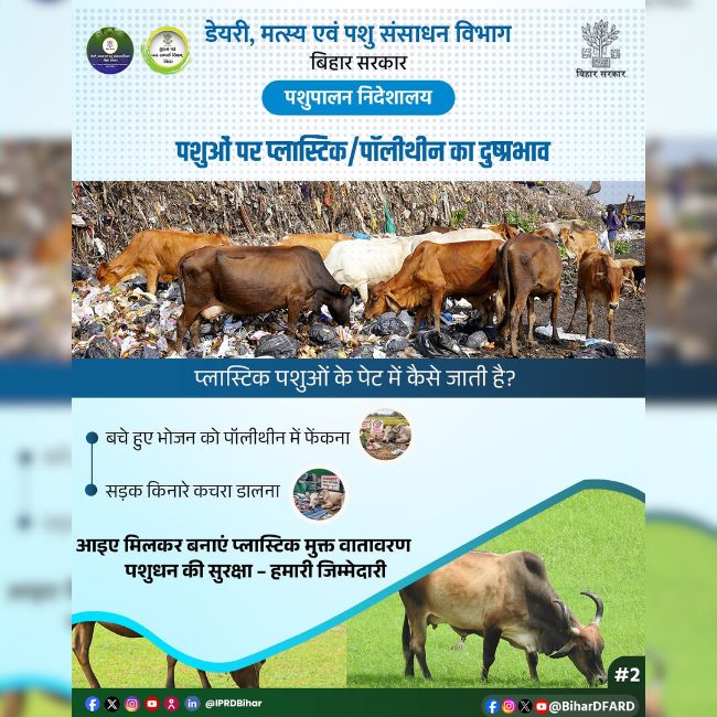 Plastic Pollution, Animal Health, Livestock Safety, Bihar Government, Animal Welfare
