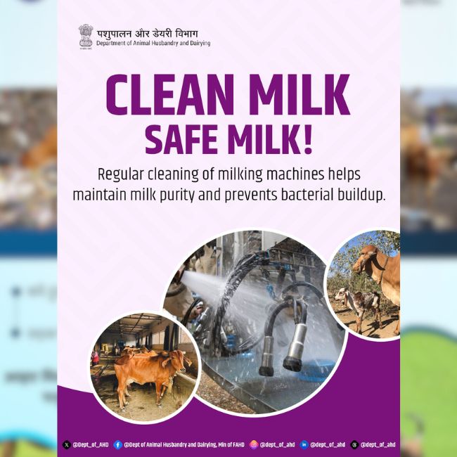 Clean Milk, Dairy Farming, Milk Hygiene, Animal Husbandry, Milk Safety, Dairy Equipment