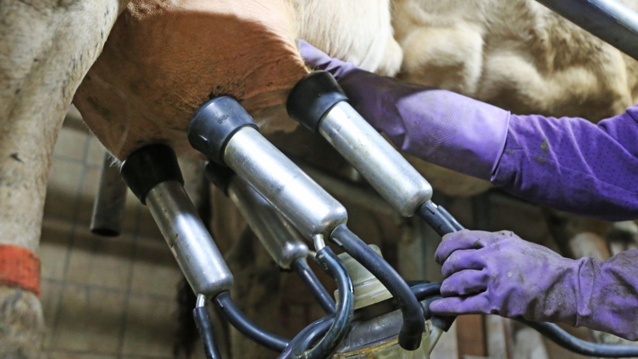 एक छोटी लापरवाही से खराब हो सकता है दूध, मशीन की सफाई पर पशुपालन मंत्रालय की सख्त सलाह