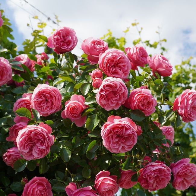 Flower Farming, Horticulture, Rose Cultivation, Marigold Farming, Farmers Income, Cash Crop