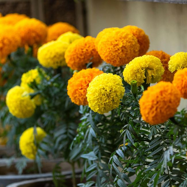Flower Farming, Horticulture, Rose Cultivation, Marigold Farming, Farmers Income, Cash Crop