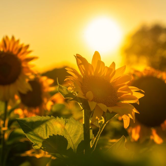 Flower Farming, Horticulture, Rose Cultivation, Marigold Farming, Farmers Income