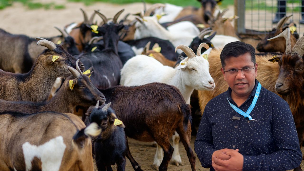 Goat Farming: बकरियों की 4 घंटे में जान ले लेती है ये बीमारी, पशु विज्ञानी ने किसानों को किया अलर्ट, उपाय बताए