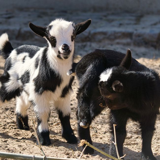 Goat Farming, Barbari Goat, Jamunapari Goat, Goat Diseases, Livestock Farming, Goat Breeding