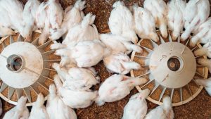 Bird Flu: बर्ड फ्लू का बढ़ सकता है खतरा, पोल्ट्री पालकों को बिहार सरकार की चेतावनी