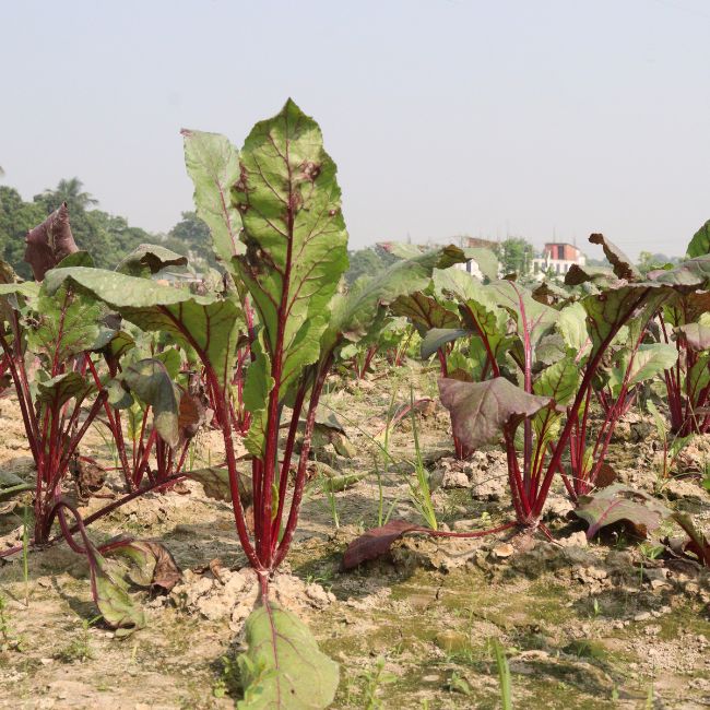 Beetroot Farming, Vegetable Farming, Crop Production, Modern Agriculture, Farm Income