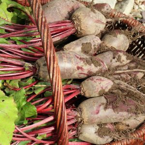 Beetroot Farming, Vegetable Farming, Crop Production, Modern Agriculture, Farm Income, Beetroot Cultivation