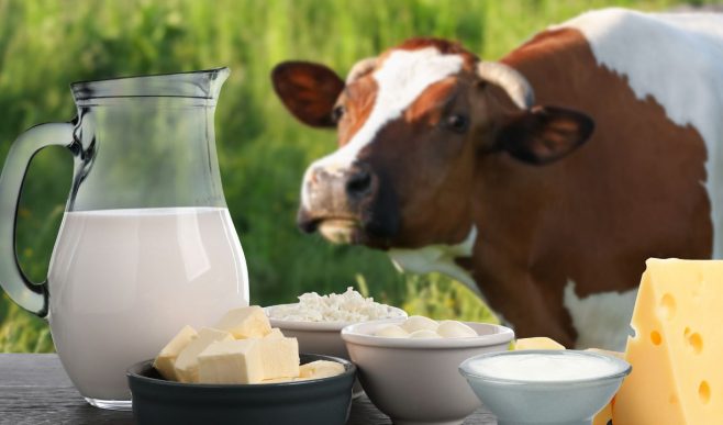 दुधारू पशुओं की सही देखभाल से बढ़ेगा दूध उत्पादन, संतुलित आहार से डेयरी में होगा ज्यादा मुनाफा