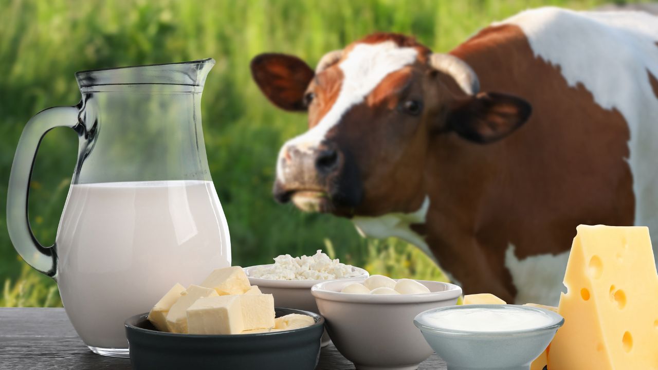 दुधारू पशुओं की सही देखभाल से बढ़ेगा दूध उत्पादन, संतुलित आहार से डेयरी में होगा ज्यादा मुनाफा