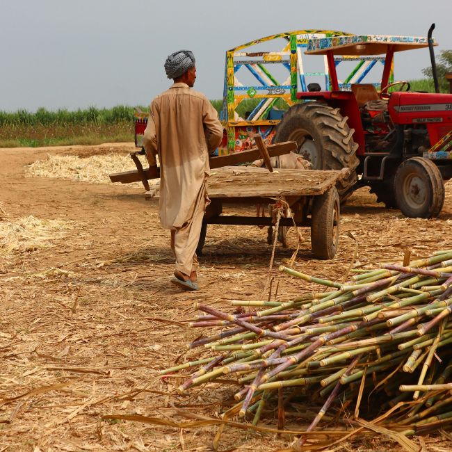 Sugarcane Farming, Agricultural Technology, Haryana Farmers, Crop Productivity