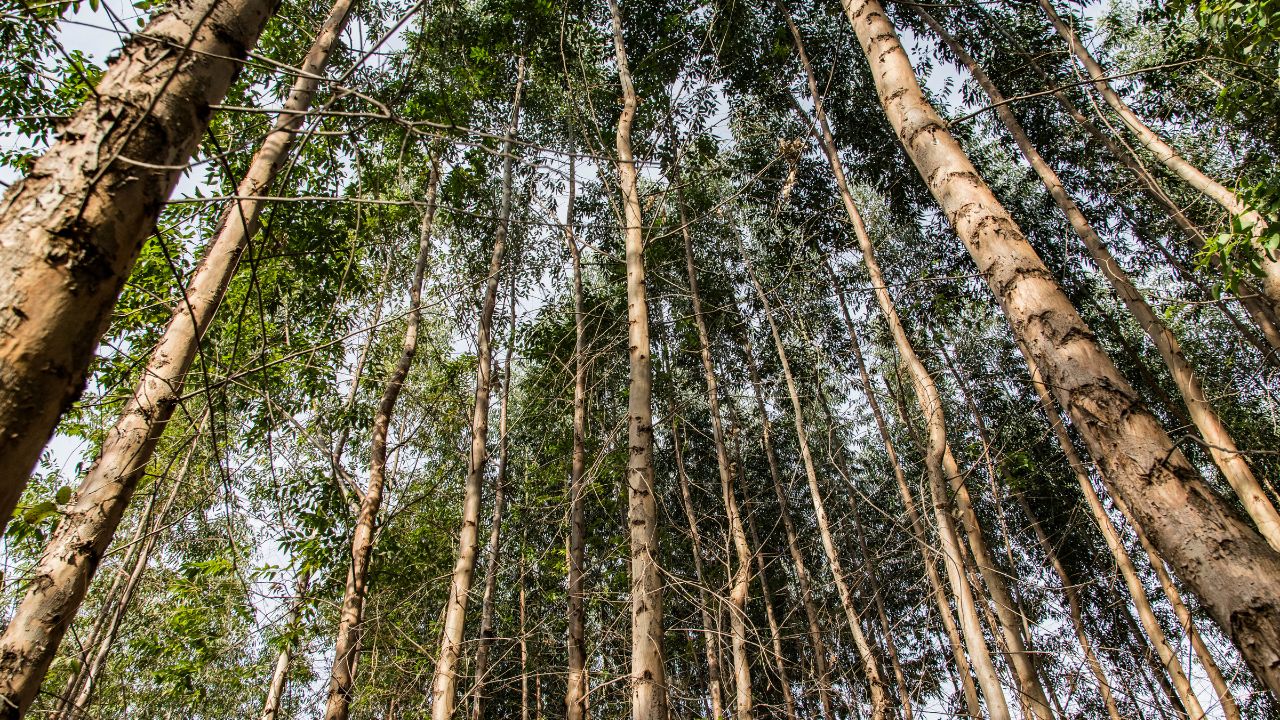 Fast Growing Eucalyptus Tree Is Beneficial For Farmers Providing Good Profits From Its Wood And Medicinal Oil