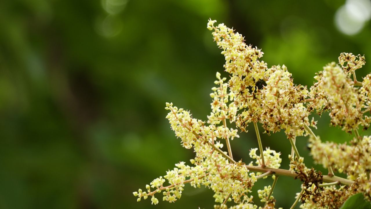 After Mango Trees Blossom This Simple Treatment Prevent Disease And Increase Fruit Production