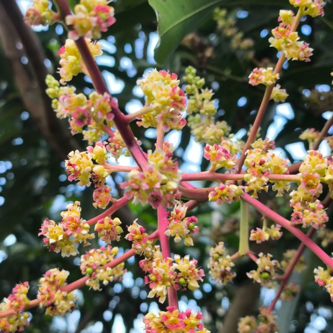 Mango Farming, Mango Blossom, Pest Control, Fruit Production, Orchard Management, Crop Protection