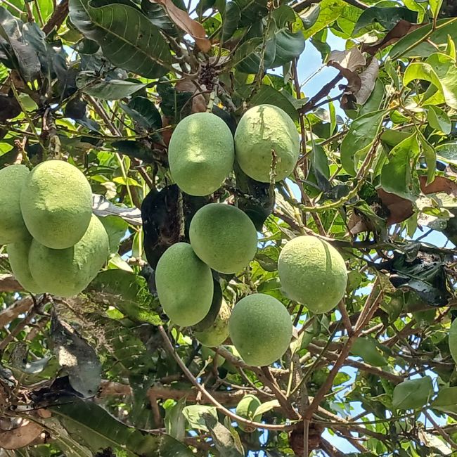 Mango Farming, Mango Blossom, Pest Control, Fruit Production, Orchard Management, Crop Protection