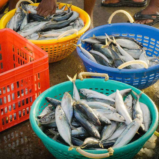 Fish Farming, Aquaculture, Fish Health, Pond Management, Fish Feed, Fisheries Development