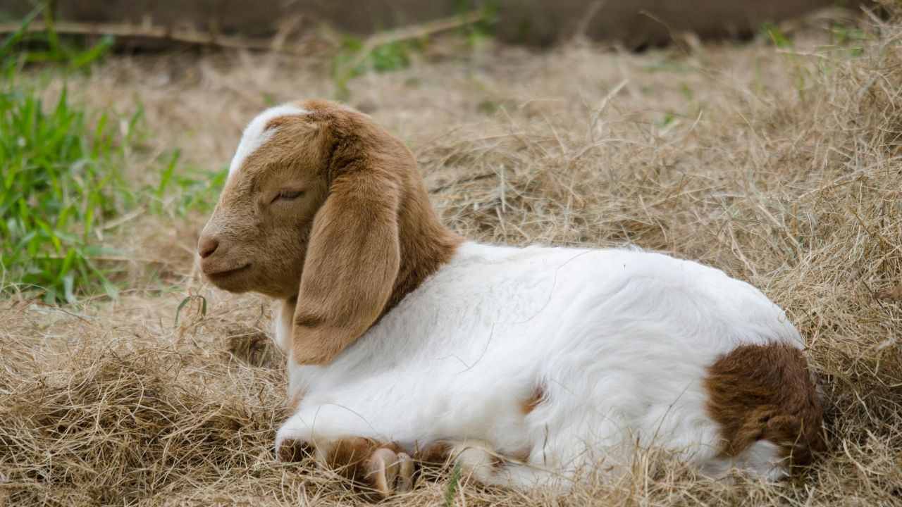 To Increase Profits Goat Rearing Raise Barbari Breed There Is Huge Demand For Both Milk And Meat