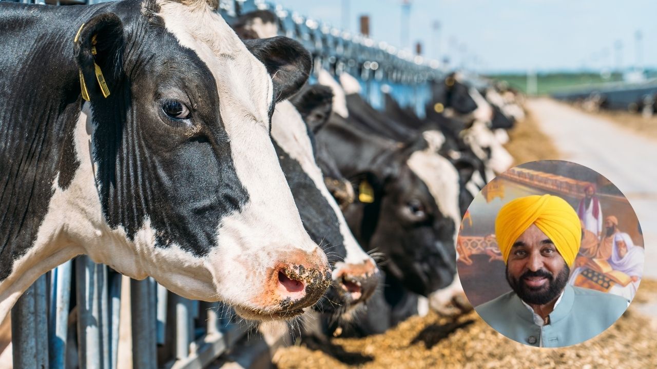 Punjab Budget 2026 Government Big Decision Rs 100 Crore Fund Buy Milk From Dairy Farmers At Fair Prices