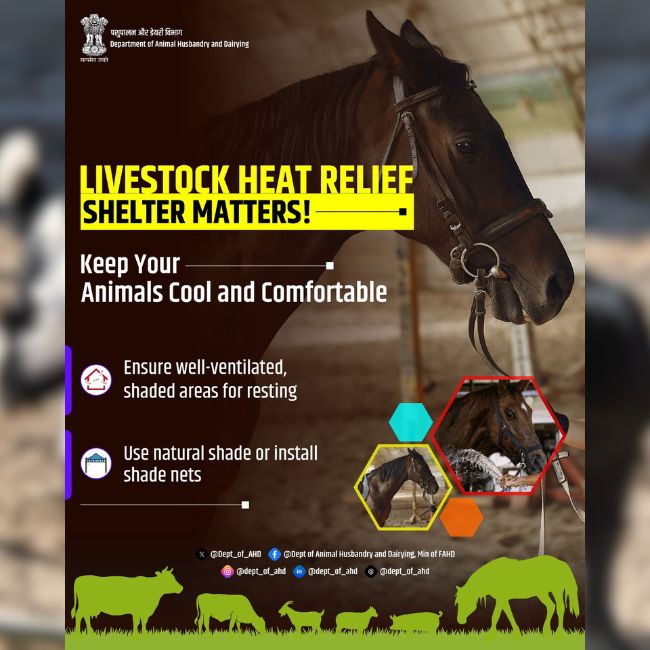 Livestock Care, Heat Stress Management, Animal Husbandry, Dairy Farming, Livestock Shelter