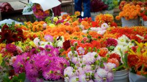 कम जमीन में ज्यादा मुनाफा दे रही फूलों की खेती, सूरजमुखी जैसे क्राउन डेजी की बाजार में बढ़ी मांग