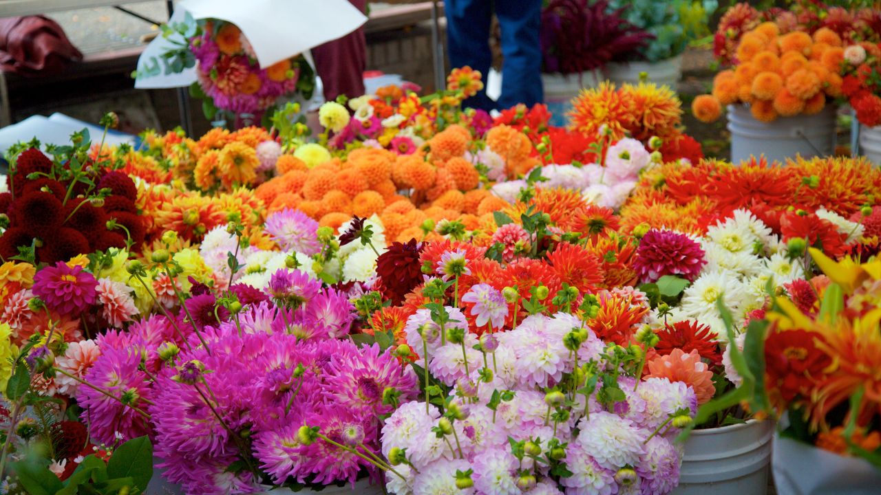 कम जमीन में ज्यादा मुनाफा दे रही फूलों की खेती, सूरजमुखी जैसे क्राउन डेजी की बाजार में बढ़ी मांग