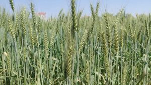 मार्च की गर्मी से गेहूं को खतरा, सही छिड़काव और हल्की सिंचाई से किसान बचा सकते हैं फसल और उत्पादन